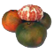 satsuma
